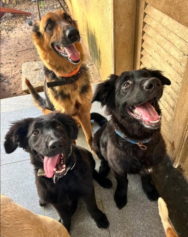 Cães felizes brincando juntos na hospedagem do Hotel Pet Love em Fortaleza