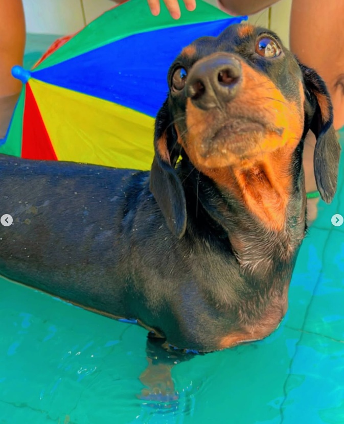 Cachorro dachshund aproveitando a piscina no Hotel Pet Love Fortaleza