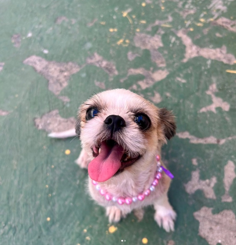Cachorro feliz na creche do Hotel Pet Love em Fortaleza