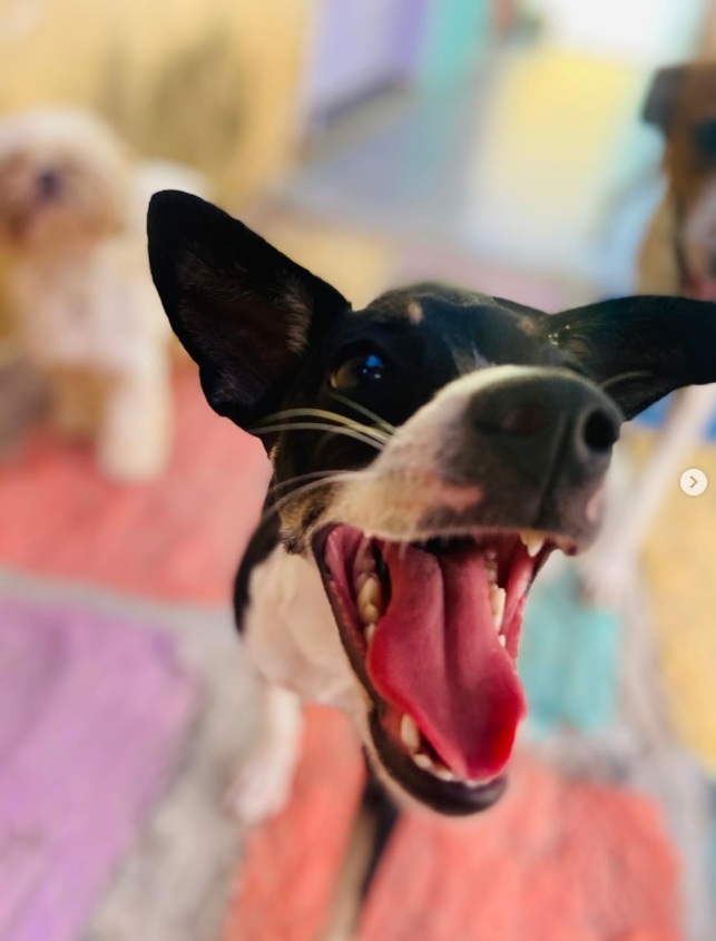 Cachorro animado brincando no daycare do Hotel Pet Love Fortaleza